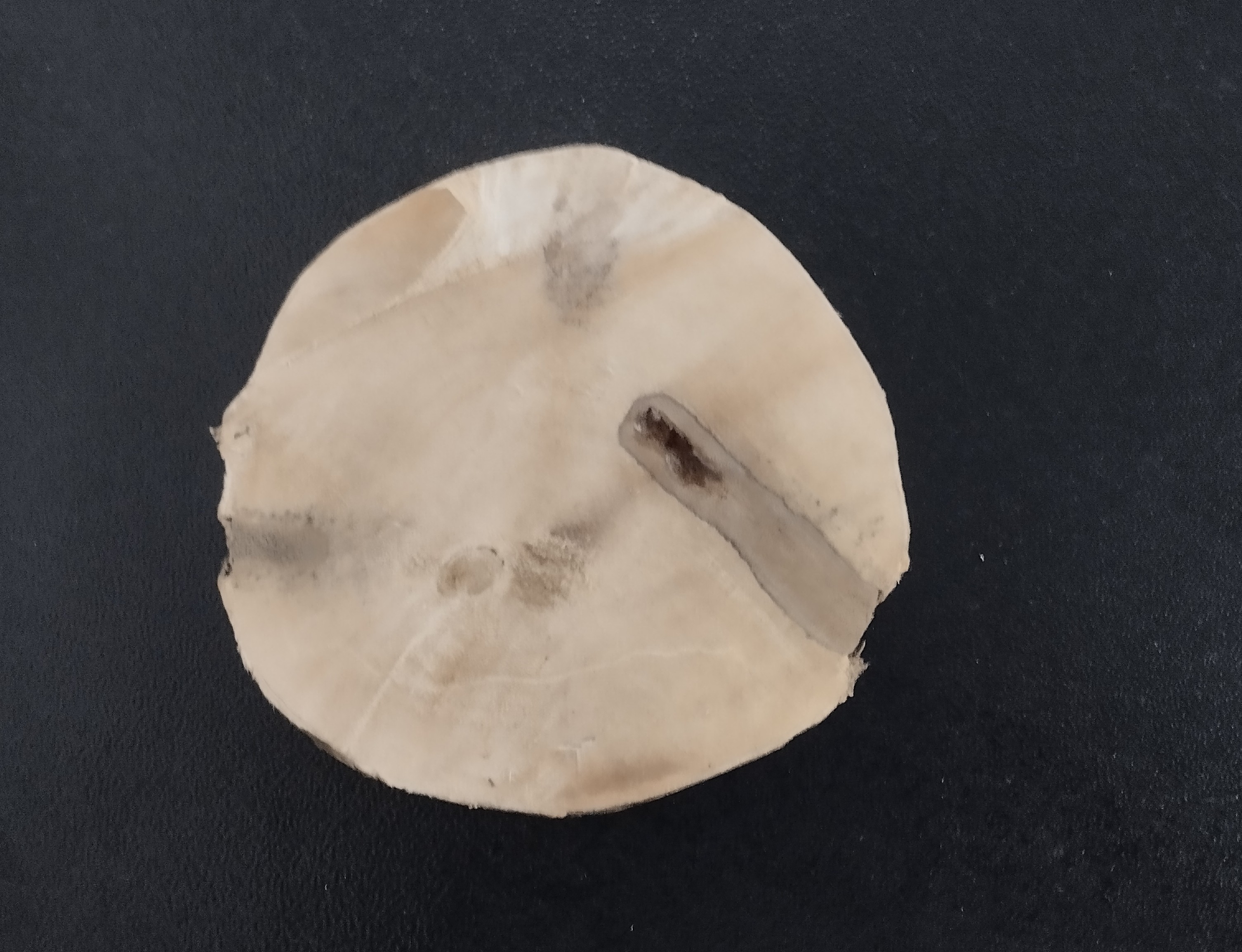 কর্তনকৃত ইনডিওসার দেয়া আগরগাছ